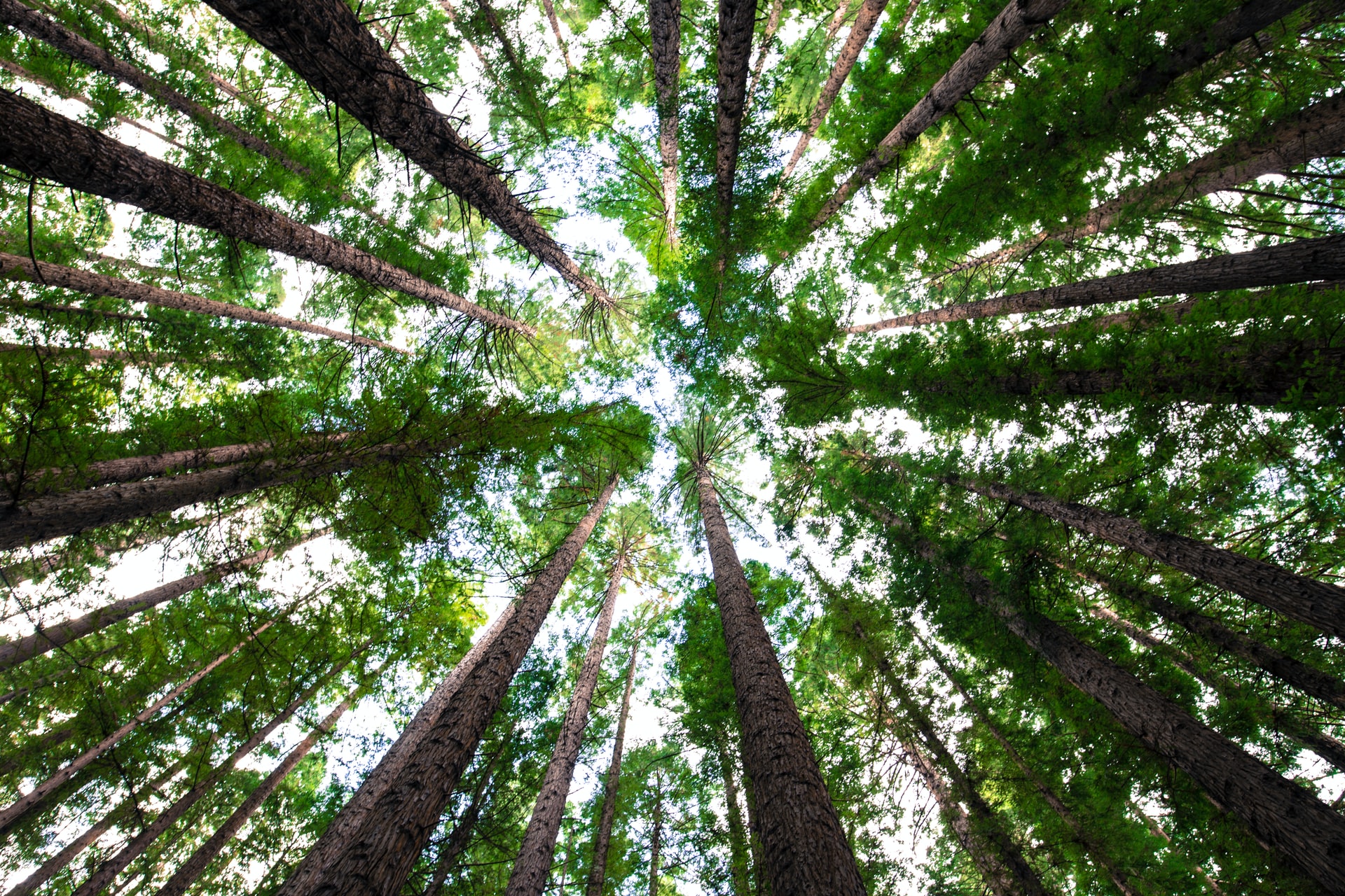 La importancia de cuidar los bosques: reduciendo el impacto ambiental
